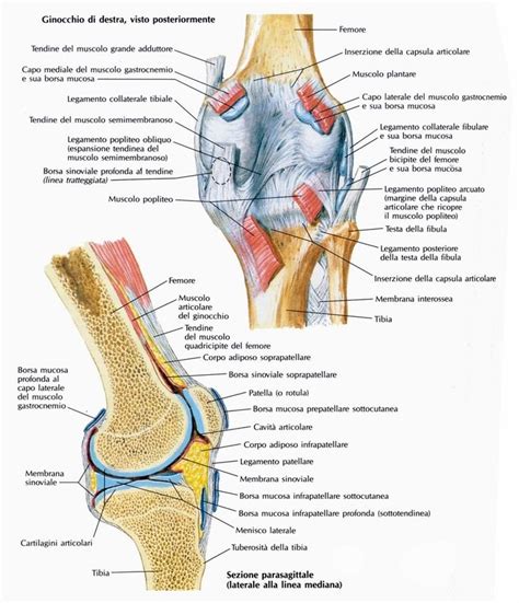 Nuova articolazione del ginocchio, meno problemi cardiaci